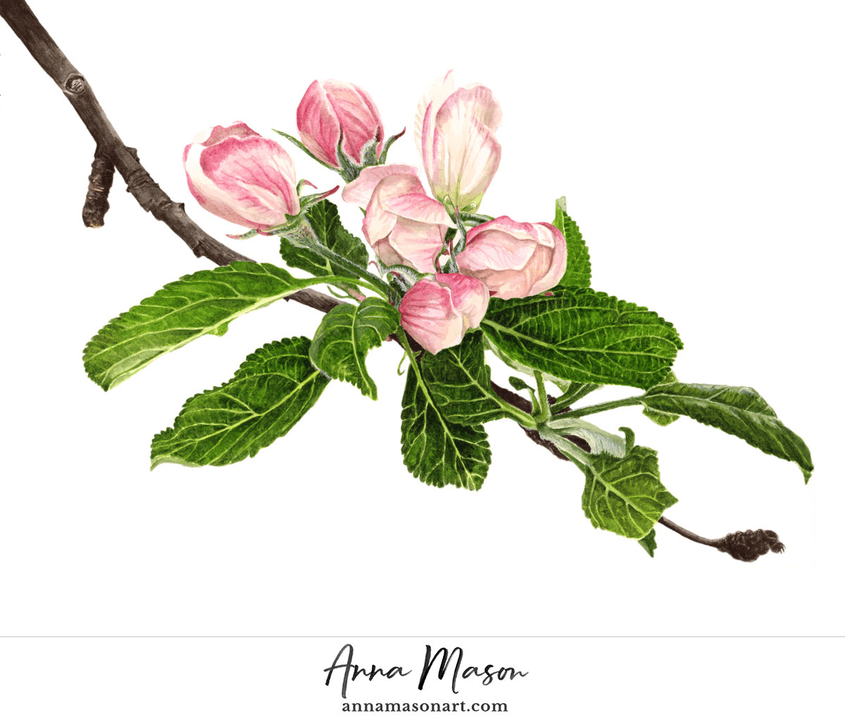 Ветка цветущей яблони рисунок. Ветка яблони Хайтан. Ботанические акварели Anna Mason. Ботаническая зарисовка яблони.